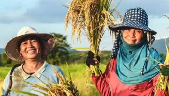 Kodim 1407/Bone Minta Jajaran Pantau Panen Padi, Pastikan Harga Gabah Minimal Rp 6.500/Kg