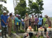 Dinas Pertanian Lutim Dorong Pengendalian Hama dan Sergab Petani di Burau