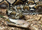 Petani di Luwu Timur Tewas Dililit Ular Piton Saat Pulang dari Kebun