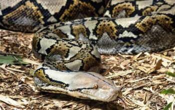 Petani di Luwu Timur Tewas Dililit Ular Piton Saat Pulang dari Kebun