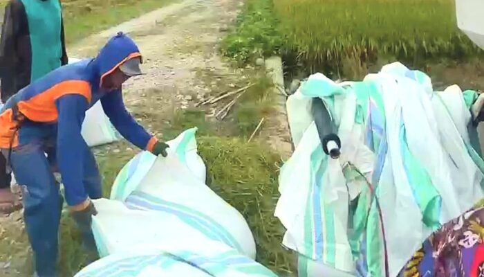 Upaya Pemkab Luwu Timur Menjaga Harga Padi, Rasa Syukur Disampaikan Petani Kalaena