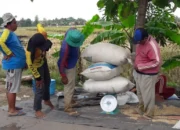 Cegah Kecurangan Timbangan, Bupati Luwu Timur Instruksikan Tera Ulang Jelang Panen Raya