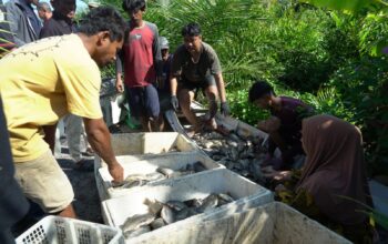 Panen Perdana 6 Ton Ikan Nila, Bupati Irwan Apresiasi Keberhasilan BUMDes Mabonta