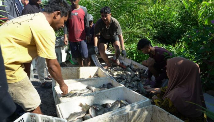 Panen Perdana 6 Ton Ikan Nila, Bupati Irwan Apresiasi Keberhasilan BUMDes Mabonta