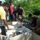 Panen Perdana 6 Ton Ikan Nila, Bupati Irwan Apresiasi Keberhasilan BUMDes Mabonta