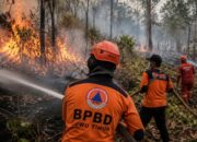 Karhutla Dekat Fasilitas Pertamina Ussu Berhasil Dipadamkan, BPBD Luwu Timur Ingatkan Bahaya Pembakaran Lahan