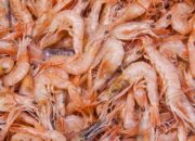 cara mengatasi alergi udang