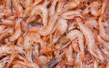 Cara Mengatasi Alergi Udang Sebelum Berujung ke IGD