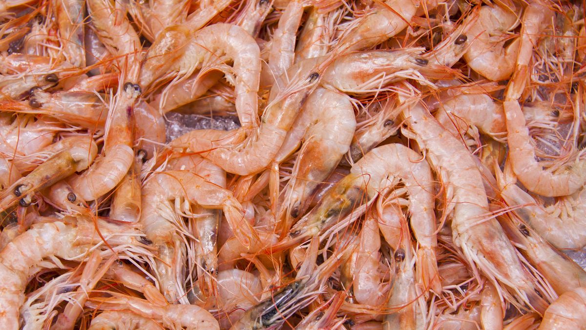 cara mengatasi alergi udang
