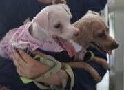 Telapak Kaki, Kunci Membaca Kesehatan Anjing Peliharaan