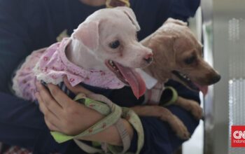 Telapak Kaki, Kunci Membaca Kesehatan Anjing Peliharaan