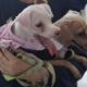 Telapak Kaki, Kunci Membaca Kesehatan Anjing Peliharaan