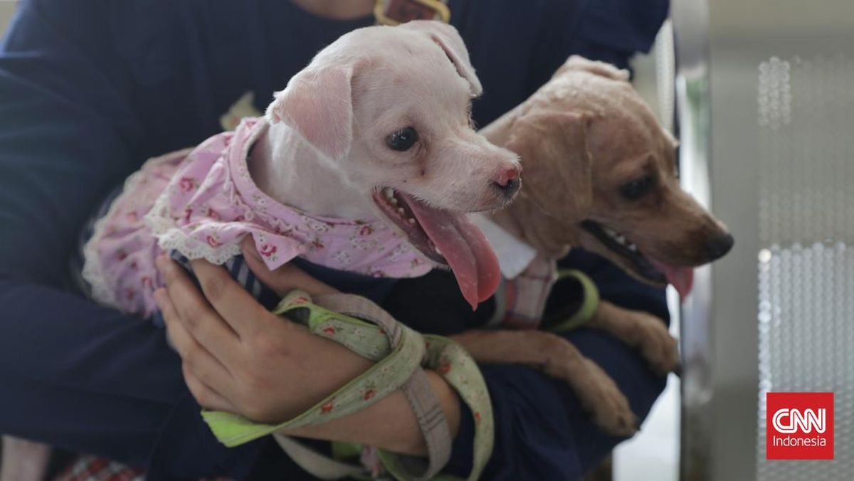 kesehatan anjing peliharaan