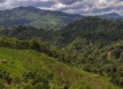 Jual Beli Hutan Lindung Luwu Timur Terbongkar, 3 Ditangkap