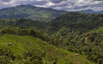 Jual Beli Hutan Lindung Luwu Timur Terbongkar, 3 Ditangkap