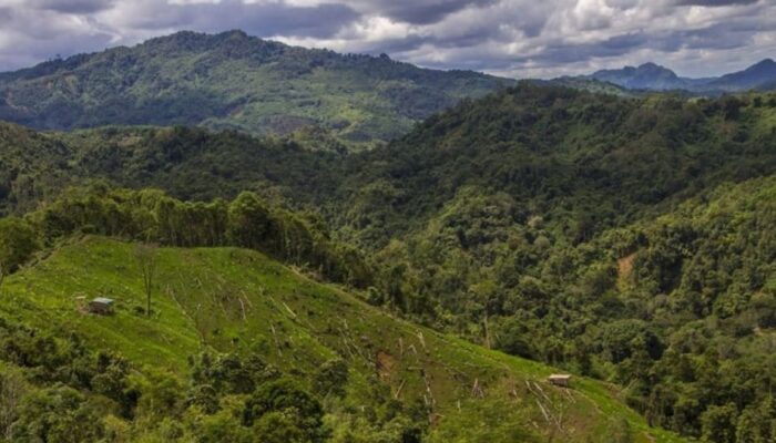 Jual Beli Hutan Lindung Luwu Timur Terbongkar, 3 Ditangkap