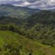 Jual Beli Hutan Lindung Luwu Timur Terbongkar, 3 Ditangkap