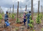 hutan lindung luwu timur