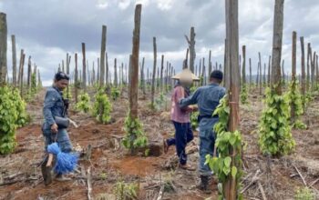 hutan lindung luwu timur