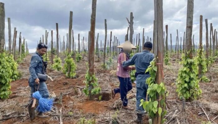 3 Pelaku Jual Beli Hutan Lindung Luwu Timur Dibekuk Kemenhut