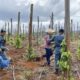 3 Pelaku Jual Beli Hutan Lindung Luwu Timur Dibekuk Kemenhut