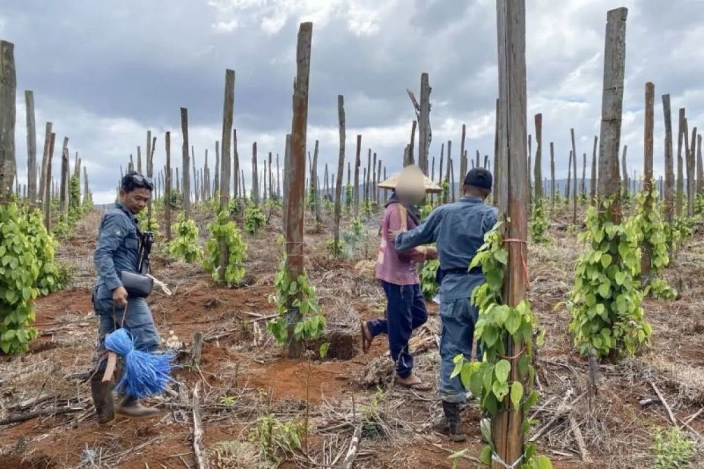 hutan lindung luwu timur