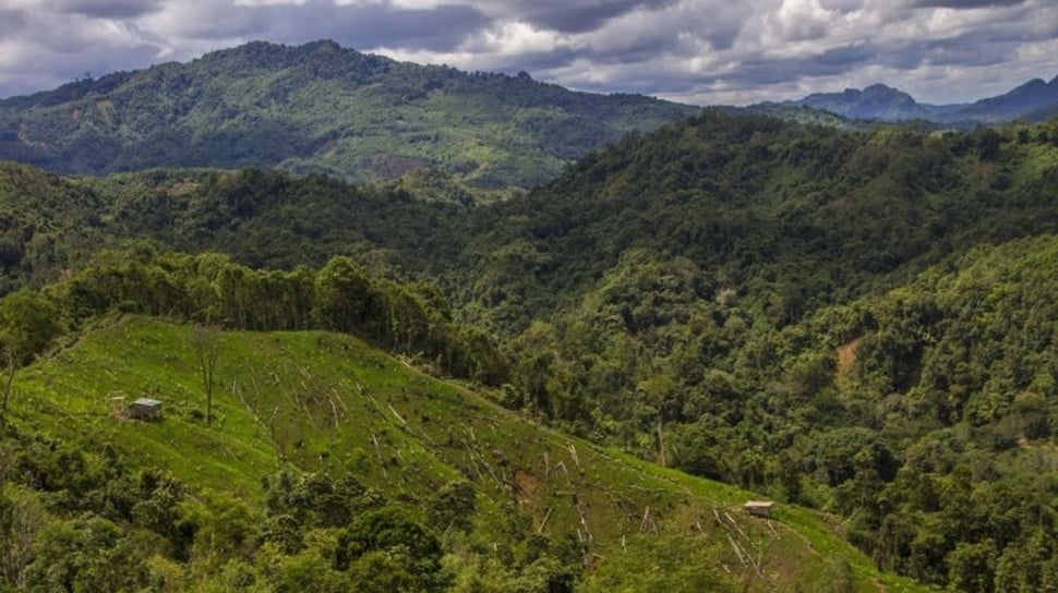 jual beli hutan lindung