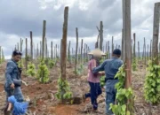 jual beli lahan hutan lindung
