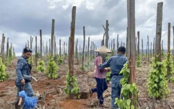 Jual Beli Lahan Hutan Lindung Luwu Timur: 3 Orang Ditangkap