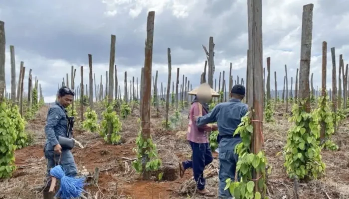Jual Beli Lahan Hutan Lindung Luwu Timur: 3 Orang Ditangkap