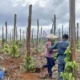 Jual Beli Lahan Hutan Lindung Luwu Timur: 3 Orang Ditangkap