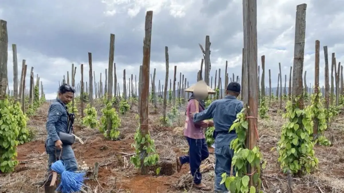 jual beli lahan hutan lindung