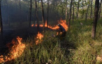 Karhutla Bangka Tengah Ganas, 118 Hektare Ludes Dua Bulan