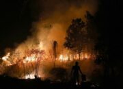 Kebakaran Hutan Musi Banyuasin, 25 Hektare Ludes Diduga dari Sawit