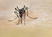 Nyamuk Pembawa Penyakit Kian Meluas, Malaria Renggut 610 Ribu Nyawa