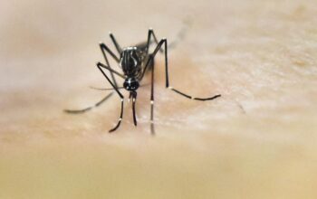 Nyamuk Pembawa Penyakit Kian Meluas, Malaria Renggut 610 Ribu Nyawa