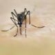 Nyamuk Pembawa Penyakit Kian Meluas, Malaria Renggut 610 Ribu Nyawa