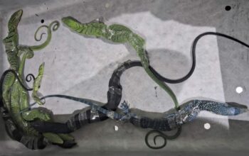 Penyelundupan Biawak di Koper WN Korea Digagalkan di Soetta