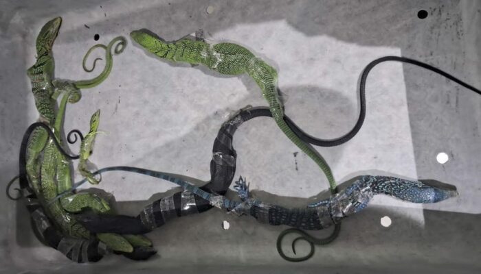 Penyelundupan Biawak di Koper WN Korea Digagalkan di Soetta