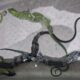 Penyelundupan Biawak di Koper WN Korea Digagalkan di Soetta