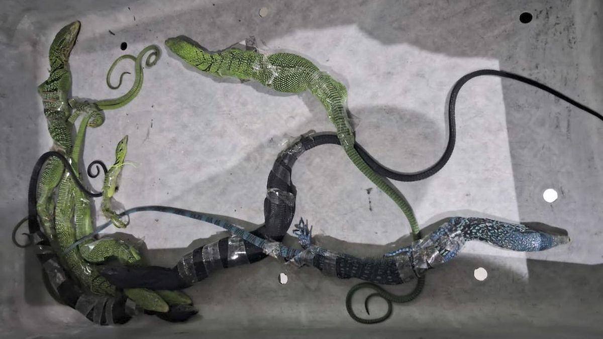 penyelundupan biawak