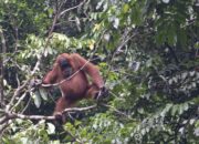 Populasi Orangutan Sumatera Anjlok 2.700 Ekor dalam 12 Tahun