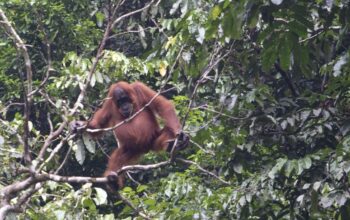 Populasi Orangutan Sumatera Anjlok 2.700 Ekor dalam 12 Tahun