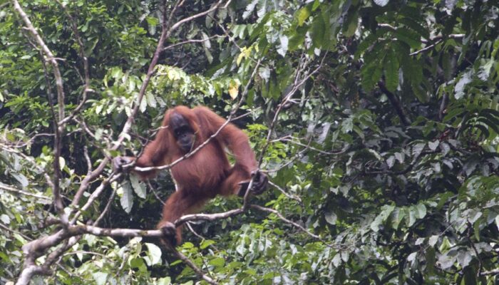 Populasi Orangutan Sumatera Anjlok 2.700 Ekor dalam 12 Tahun