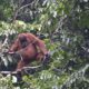 Populasi Orangutan Sumatera Anjlok 2.700 Ekor dalam 12 Tahun