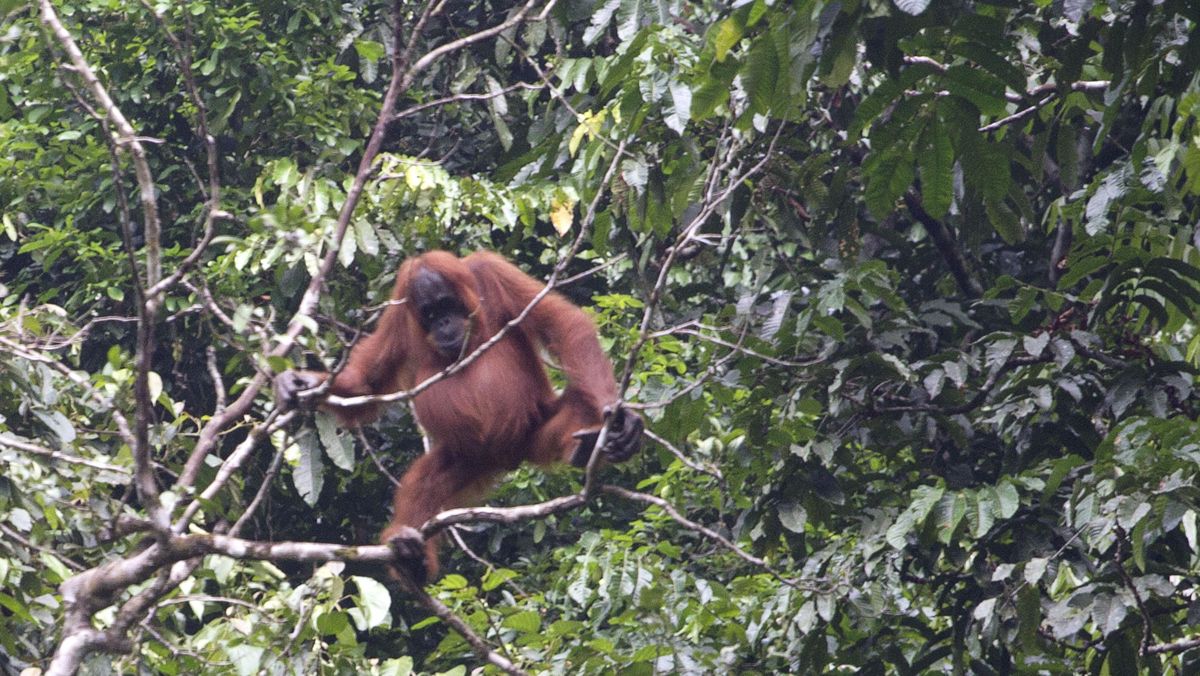populasi orangutan sumatera