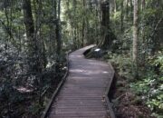 Taman Nasional Gulguer: Rumah Baru 28 Spesies Langka di Sydney