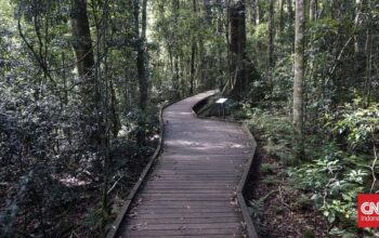 Taman Nasional Gulguer: Rumah Baru 28 Spesies Langka di Sydney