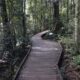 Taman Nasional Gulguer: Rumah Baru 28 Spesies Langka di Sydney