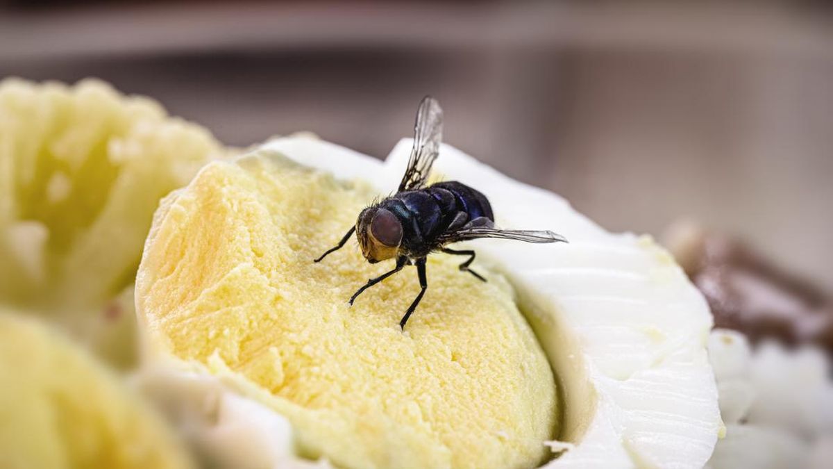 usir lalat dari makanan